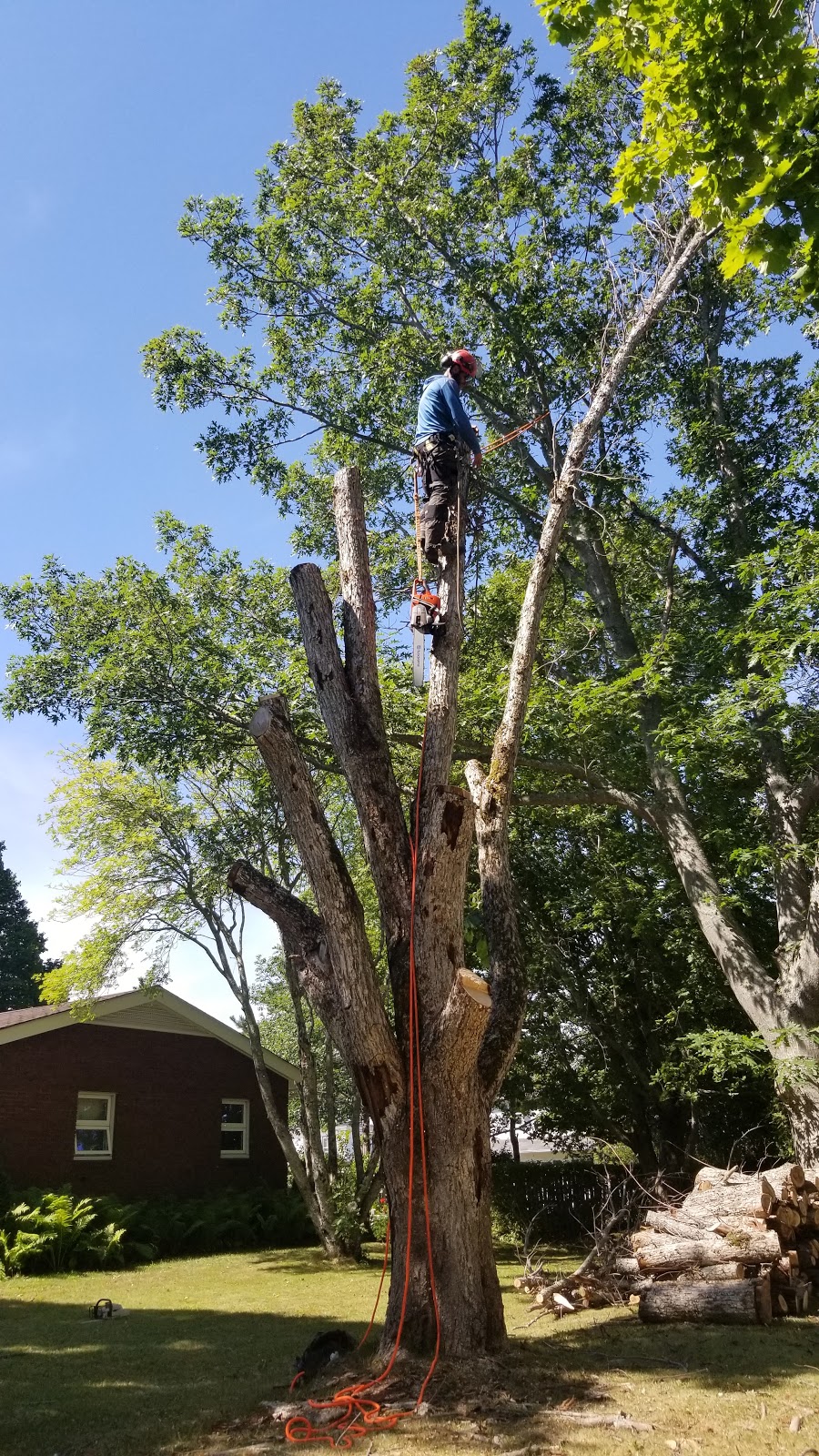 No Limits Tree Experts Inc. | 1359 NB-114, Lower Coverdale, NB E1J 1C5, Canada | Phone: (506) 609-8733