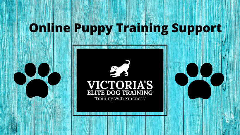 Victorias Elite Dog Training Services | 4095 Shelbourne St, Victoria, BC V8N 5Y1, Canada | Phone: (250) 812-8313