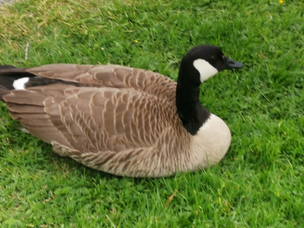 Garden City Park Lagoon | 6740 Garden City Rd, Richmond, BC V6Y 1P8, Canada