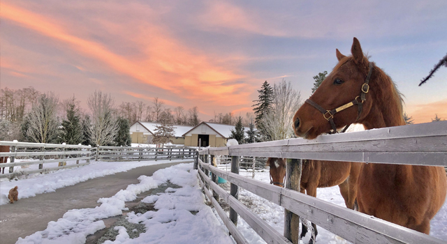 HONEYVIEW FARM LTD. | 25990 48 Ave, Aldergrove, BC V4W 1J2, Canada | Phone: (604) 381-4562