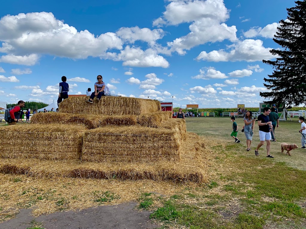 Edmonton Corn Maze | 26171 Secondary Hwy 627, Spruce Grove, AB T7Y 1B3, Canada | Phone: (825) 535-3600