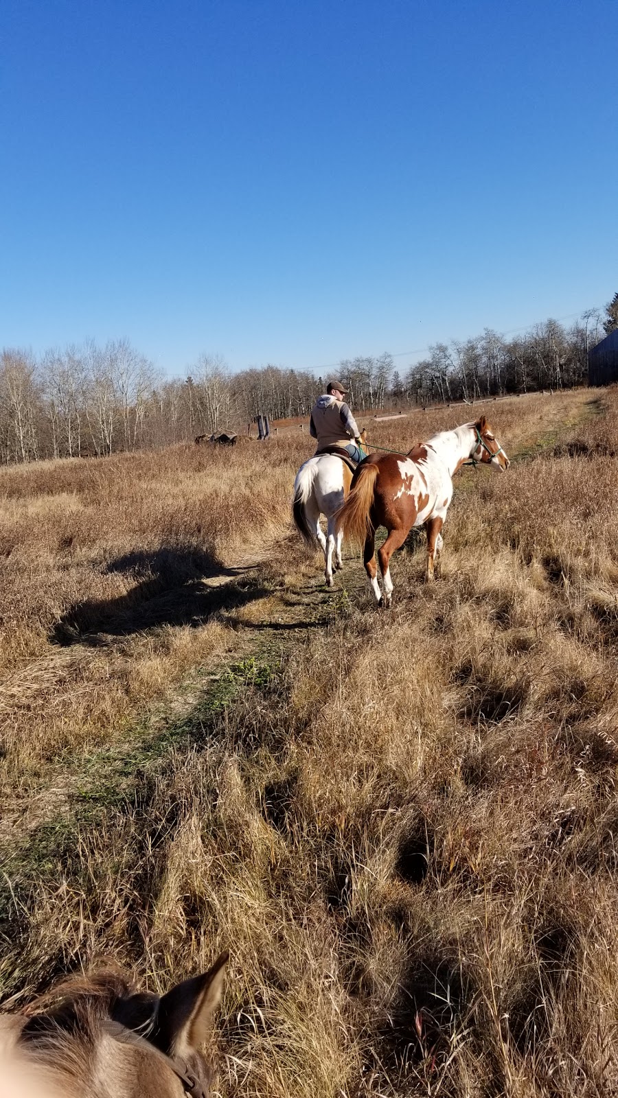 Whitewood Ranch | 3-55509 Range Rd 225, Gibbons, AB T0A 1N0, Canada | Phone: (780) 893-7988