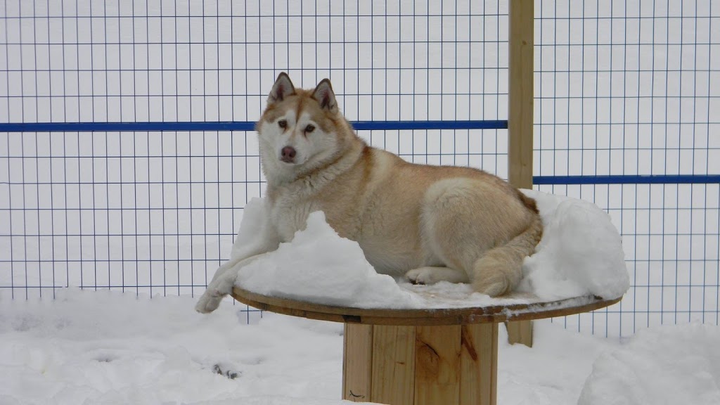 Red Woof Inn Doggie Daycare | 1870 NS-311, Central North River, NS B6L 6G3, Canada | Phone: (902) 957-6997