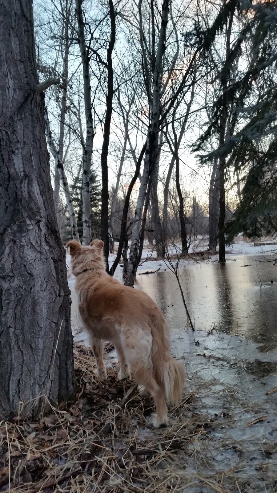 Southwest Dog Park | C.N. Yards Management Area, Saskatoon, SK S0K 1V0, Canada