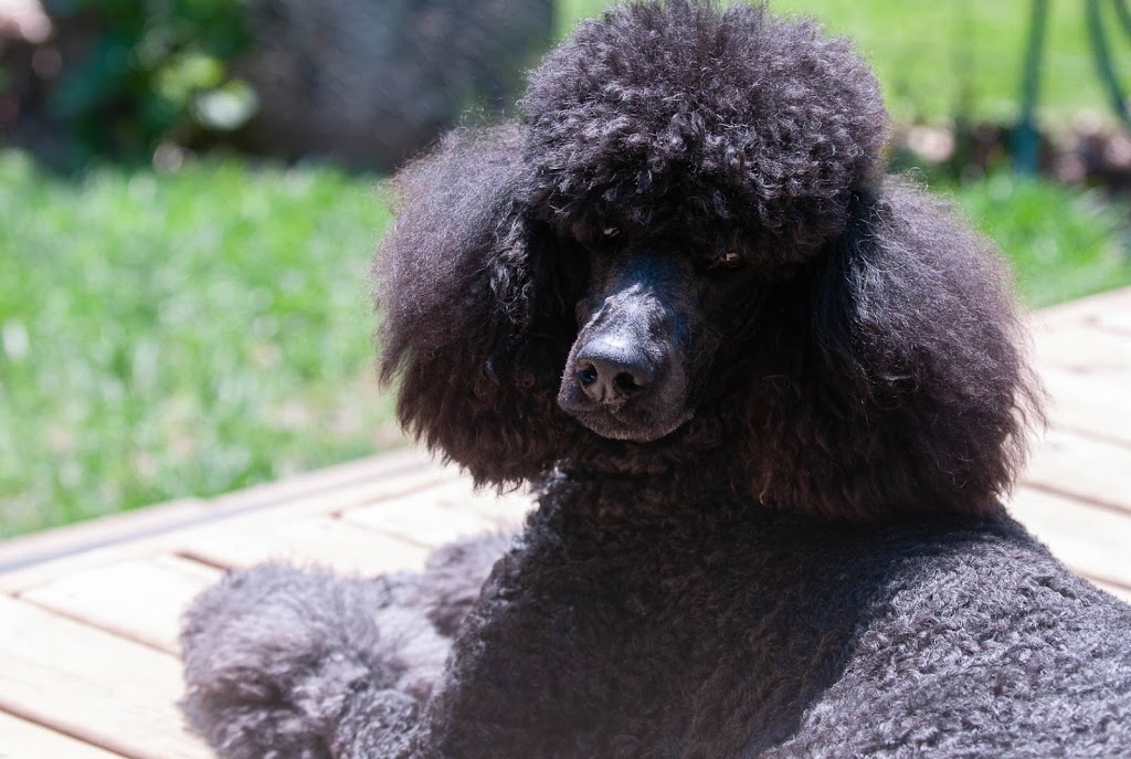 RockHaven Standard Poodles | 345 Franktown Rd, Carleton Place, ON K7C 2N4, Canada | Phone: (613) 250-2845