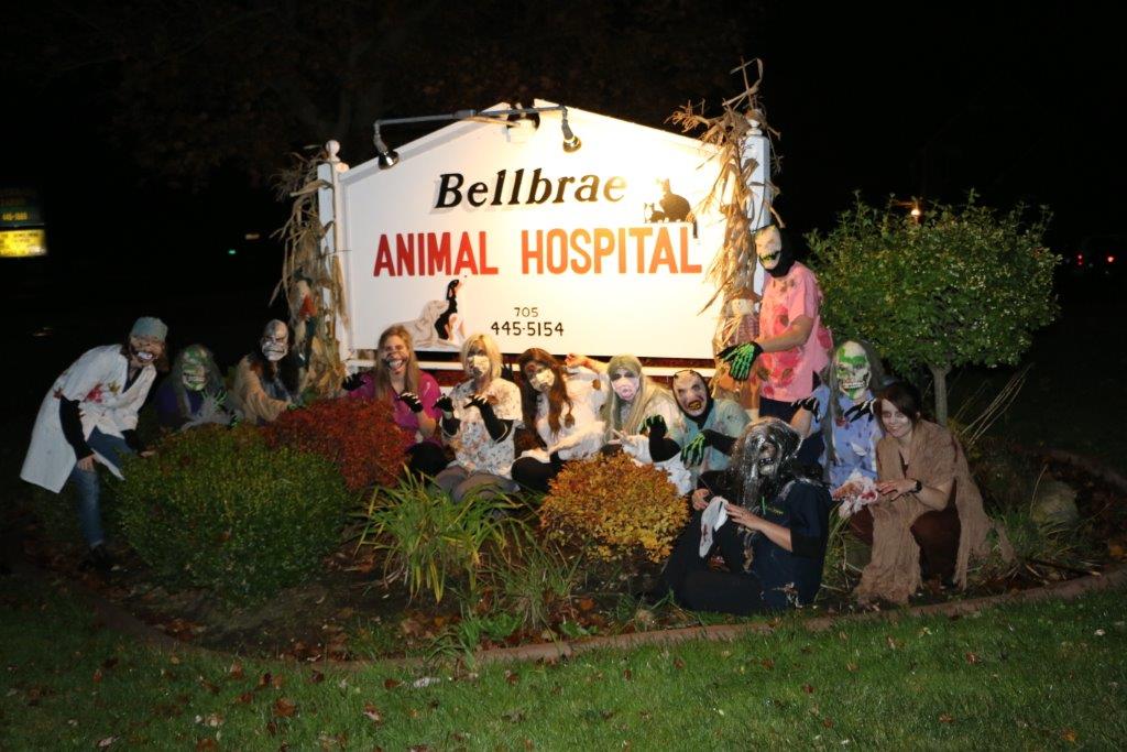 Bellbrae Animal Hospital | 4538 Simcoe County Rd 124, Collingwood, ON L9Y 3Z1, Canada | Phone: (705) 445-5154