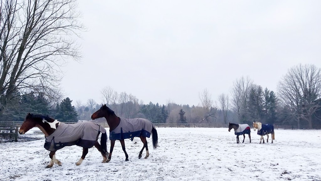 Hopewell Creek Stables | 1158 Forester Rd, Breslau, ON N0B 1M0, Canada | Phone: (519) 648-9975