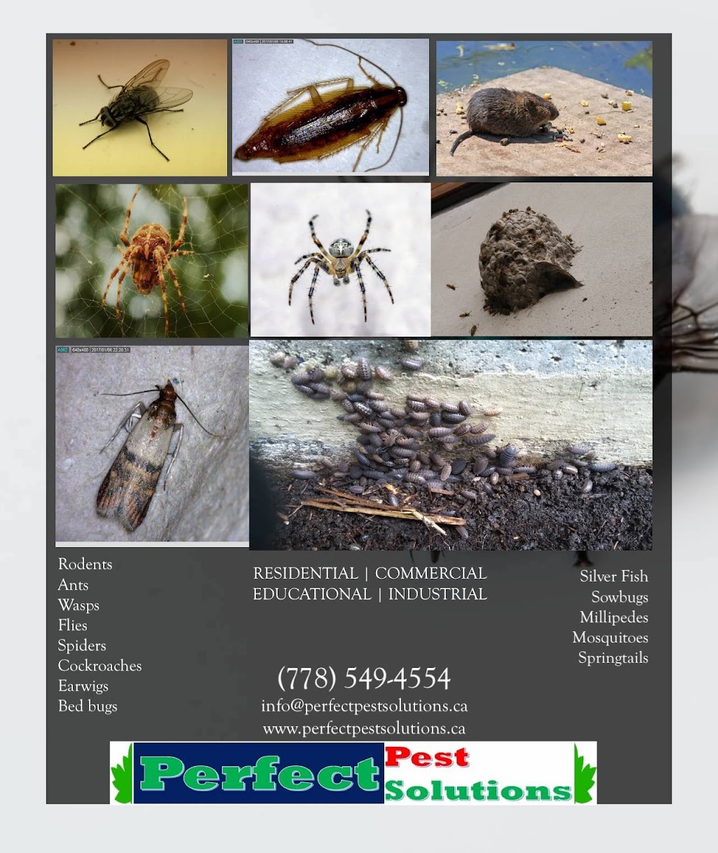 Perfect Pest Solutions | 1925 Dorset Ave, Port Coquitlam, BC V3B 2A5, Canada | Phone: (778) 549-4554