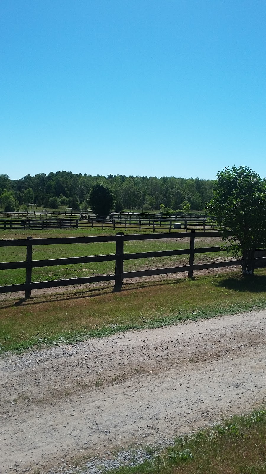 Stonehaven Farm | 2975 Pine Point Rd, Port Perry, ON L9L 1B4, Canada | Phone: (905) 985-0706