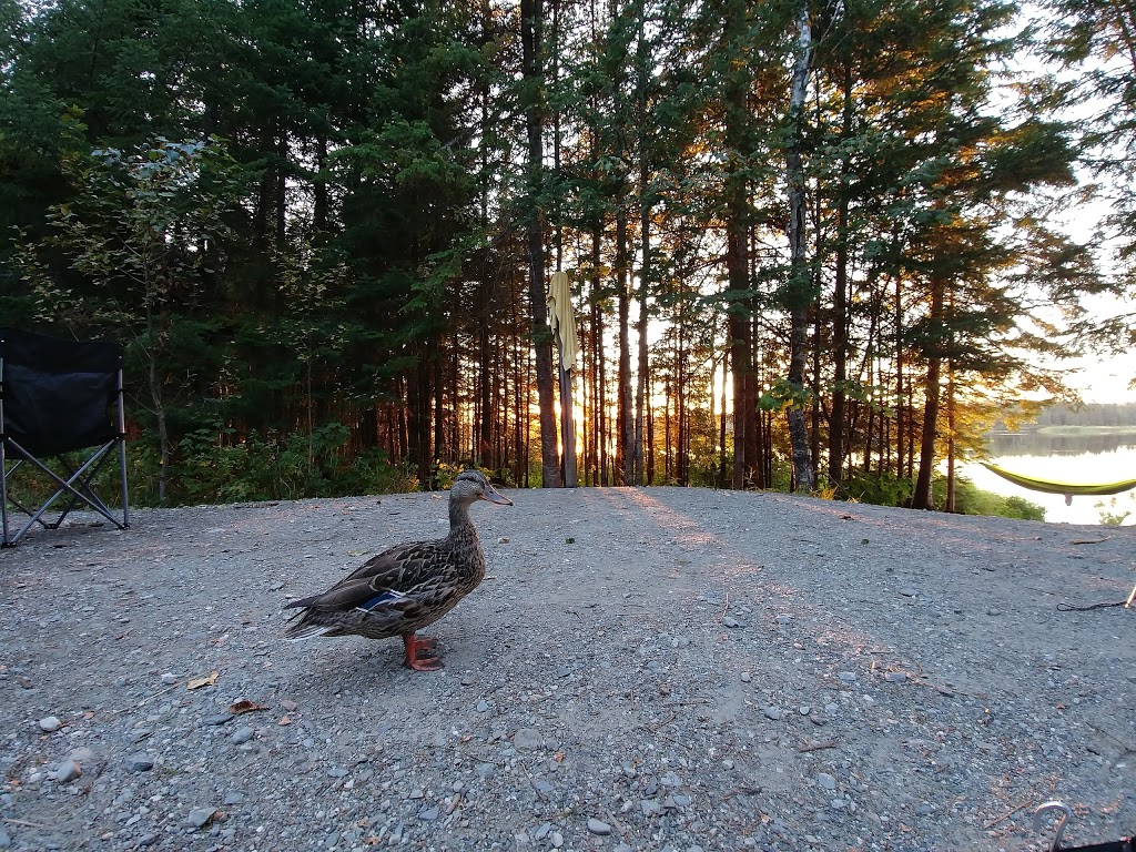 Frontenac - Secteur Saint-Daniel National Park | 177 Route du Parc-de-Frontenac, Adstock, QC G0N 1S0, Canada