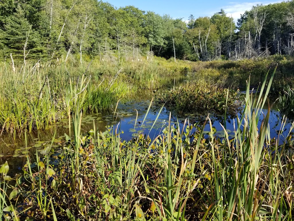 McIntosh Run Community Trail | 614 Herring Cove Rd, Halifax, NS B3R 1X6, Canada