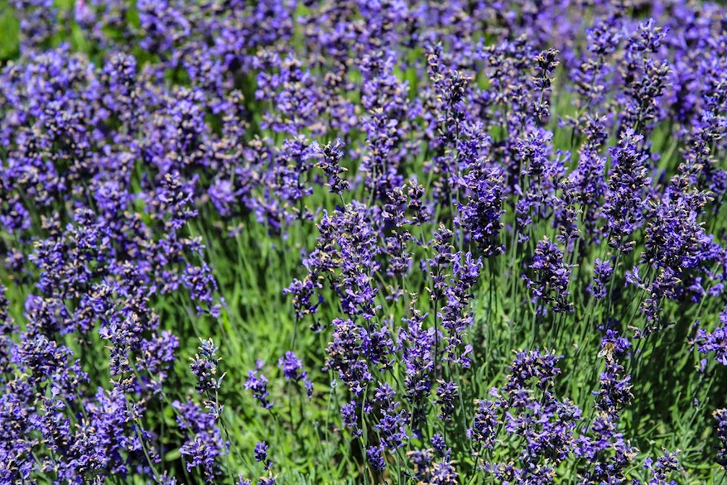 Seafoam Lavender Company & Gardens | 3768 Highway 6 (Seafoam), River John, NS B0K 1N0, Canada | Phone: (902) 536-3366