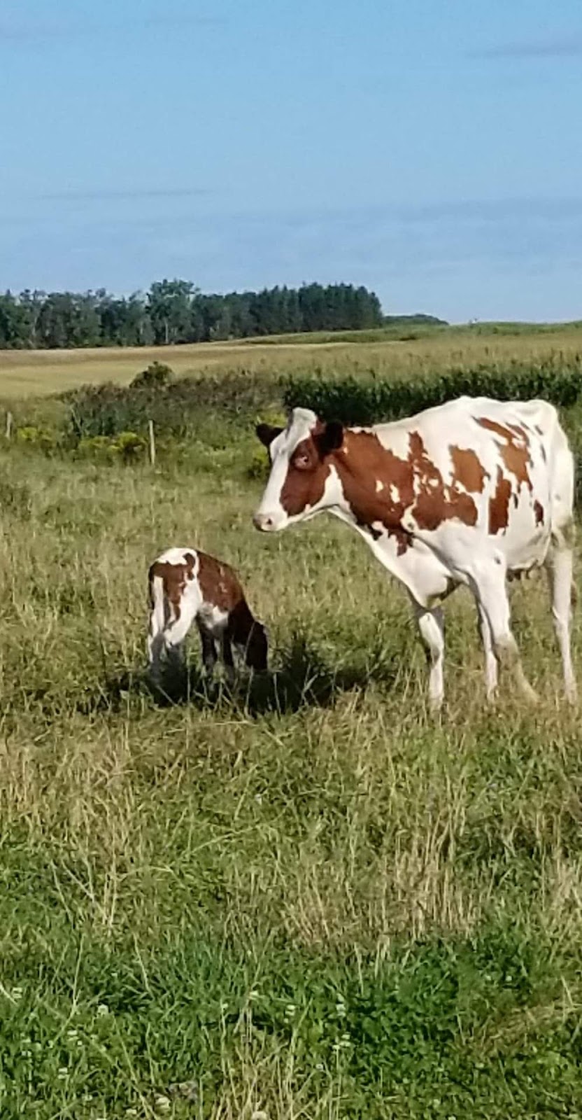 Ferme Juste"O"Lait | 2336 principale, Saint-Édouard, QC G0S 1Y0, Canada | Phone: (581) 999-2287