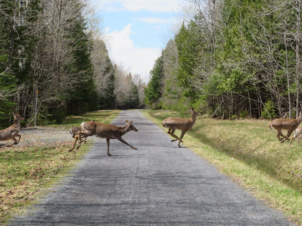 Parcours de Marche au Coeur de Mégantic, Mini Compostelle | 288 Chemin de Piopolis, Val-Racine, QC G0Y, Canada | Phone: (819) 657-1039