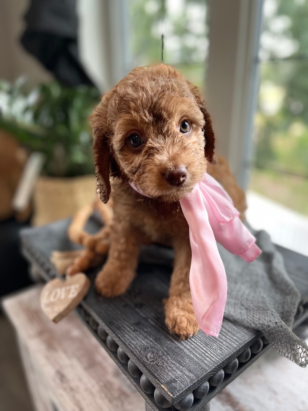 Barrie Best Labradoodles | Vrolson road, Bawlf, AB T0B 0J0, Canada | Phone: (780) 781-5979