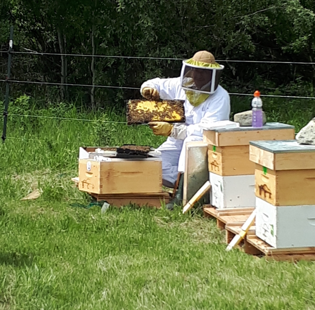 Beaver Creek Apiaries ltd. | Unnamed Road, Beaver County, AB T0B 4A0, Canada | Phone: (780) 722-4232