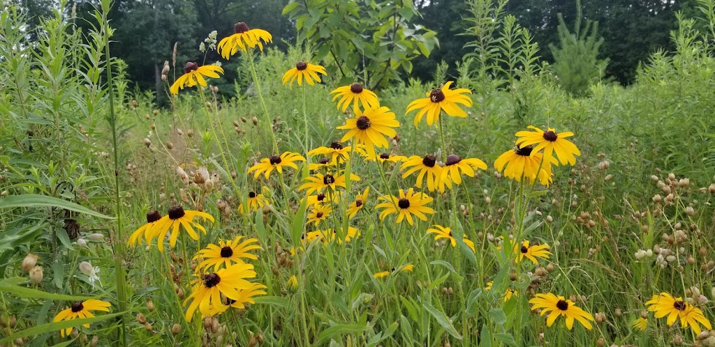 Natural Themes Native Plant Nursery & Organically Grown Produce | 219 Maybee Rd, Frankford, ON K0K 2C0, Canada | Phone: (613) 398-7971