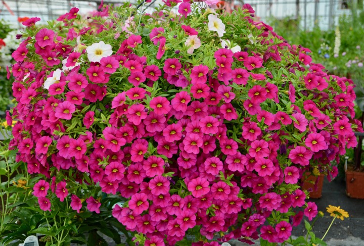 Stephanies Country Greenhouse | 13694 Chinguacousy Rd, Cheltenham, ON L7C 0R2, Canada | Phone: (905) 838-2493