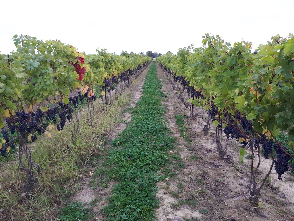 Grape Vine Tours Inc. | 22 Marshwoods Blvd, Kingsville, ON N9Y 4E5, Canada | Phone: (519) 796-1543