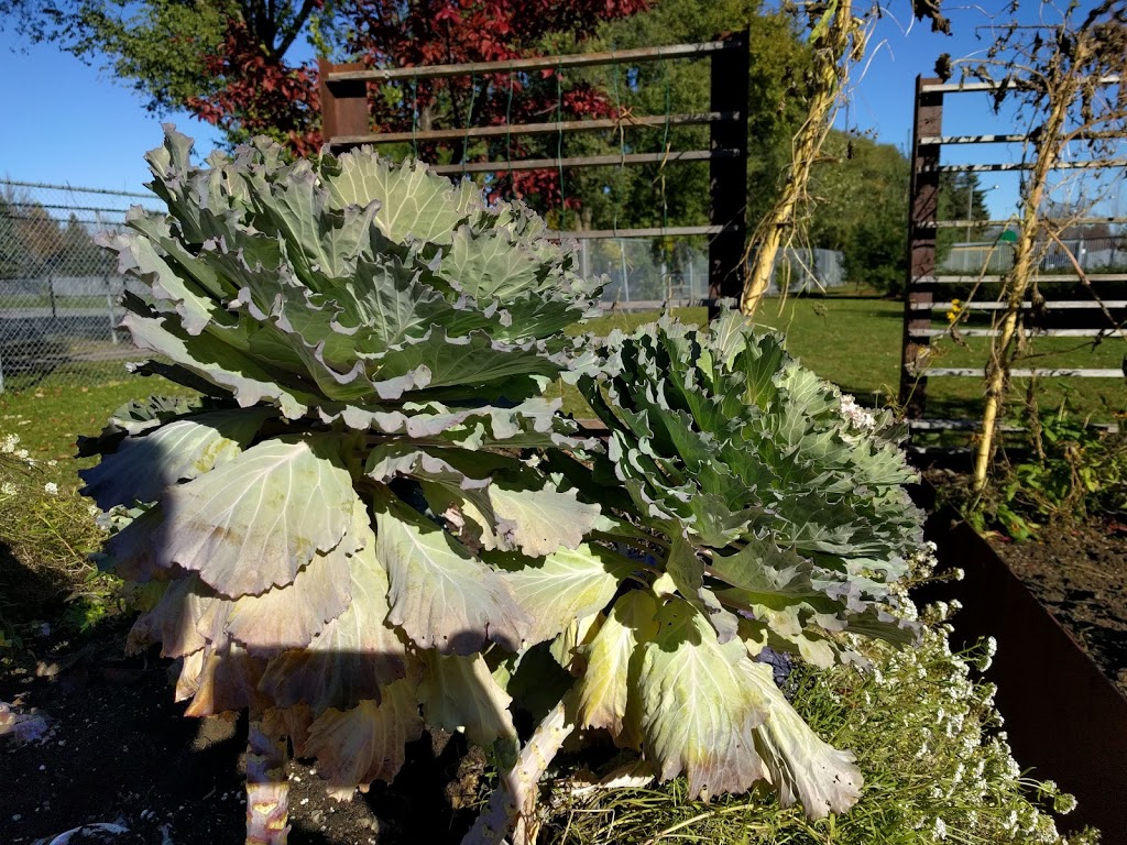 Civic Gardens - Lansdowne Park | The Glebe, Ottawa, ON K1S 5H6, Canada