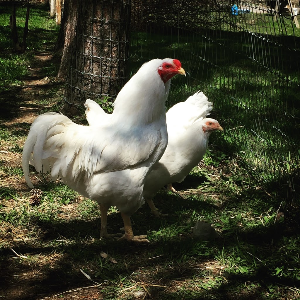 Micro-ferme Retour aux sources | 4010 Chemin Stuart, Saint-Anicet, QC J0S 1L0, Canada | Phone: (514) 214-2177