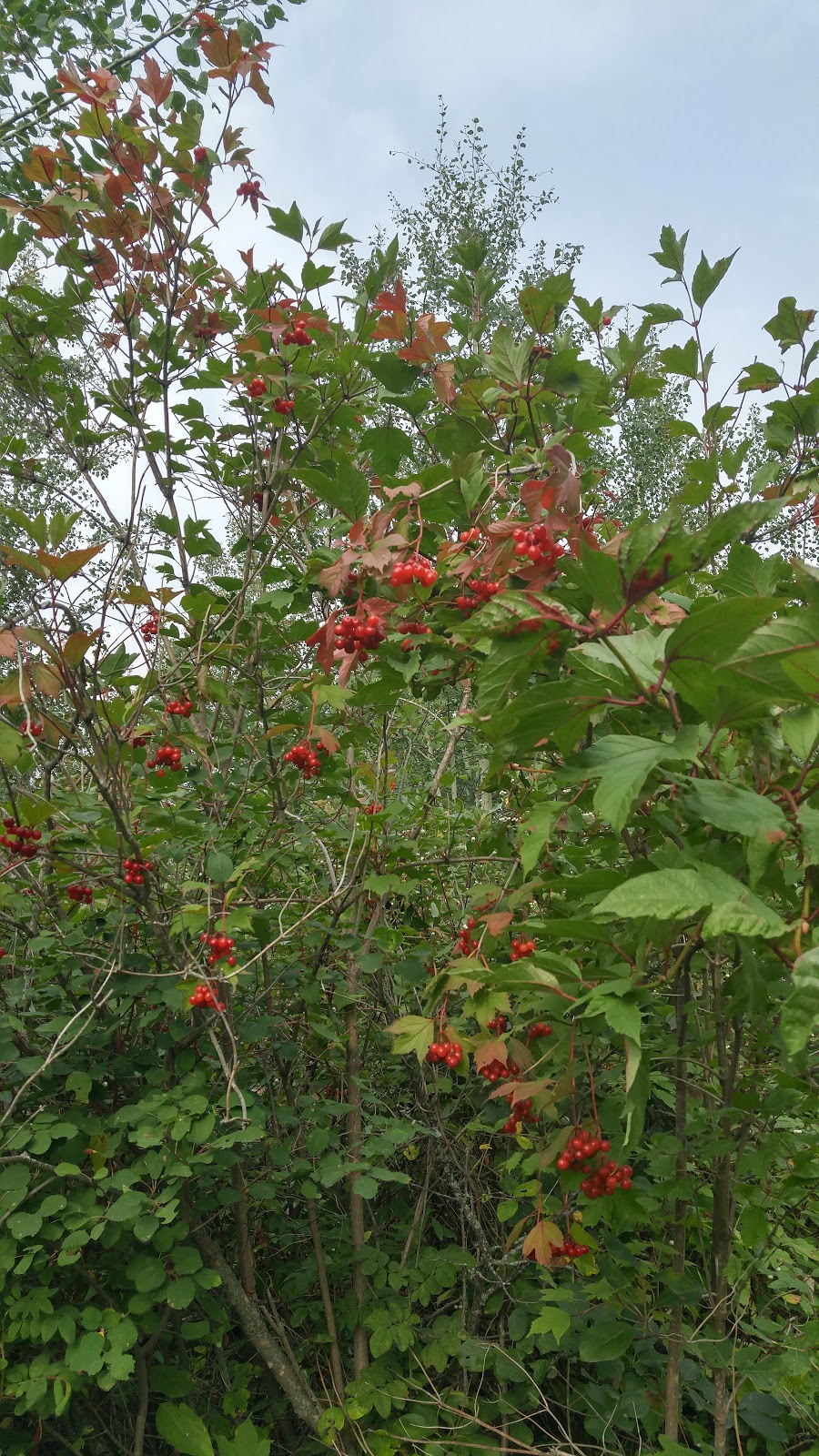 Riverlot 56 Natural Area | Poundmaker Rd, St. Albert, AB, Canada