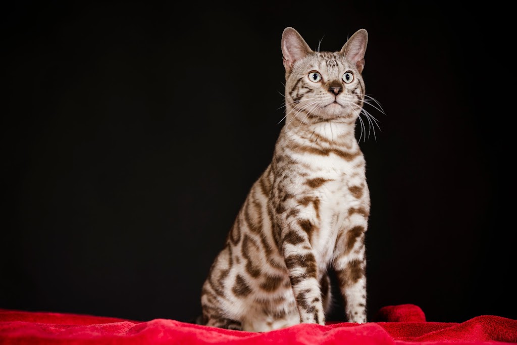 pure canada bengal | 607 Chem. Duhamel, Pincourt, QC J7W 4G2, Canada | Phone: (418) 333-2589