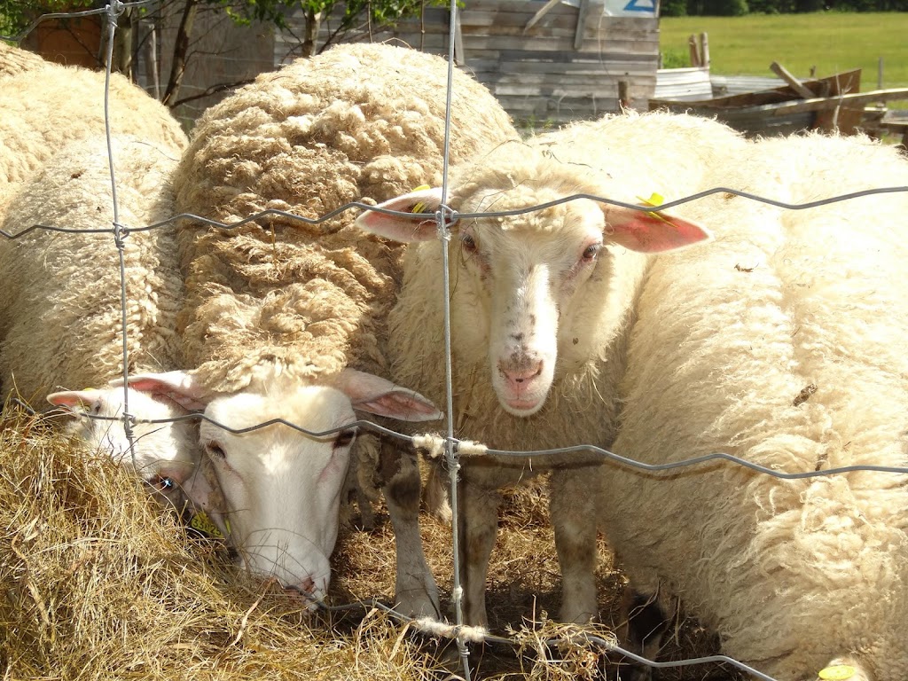 Ferme la petite bergère et compagnie | 3740 30e Rue, Saint-Prosper, QC G0M 1Y0, Canada | Phone: (418) 234-3494