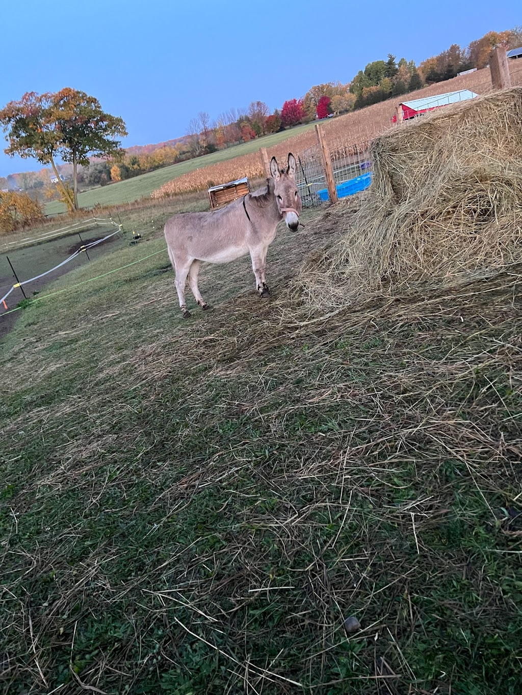 FitKitty Farm | 756 County Rd 35, Campbellford, ON K0L 1L0, Canada | Phone: (705) 768-6663