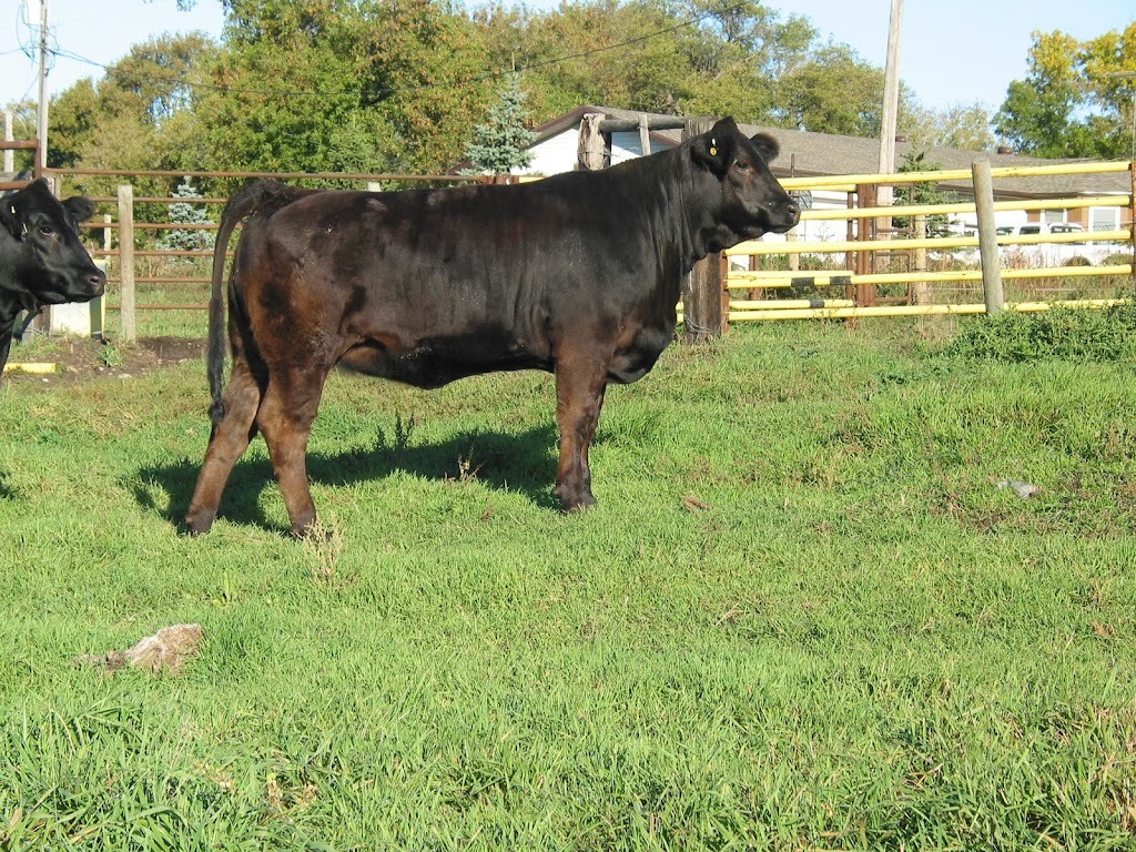 Triple *R* Limousin | 24C7+P6, Austin, MB R0H 0R0, Canada | Phone: (204) 856-3440