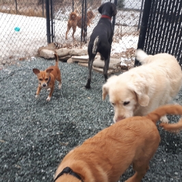 Centre LÉquilibre Canin | 730 Rang du Haut de lÎle, Sainte-Monique, QC J0G 1N0, Canada | Phone: (819) 692-7643