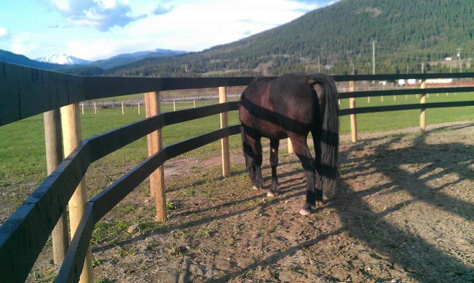 Carlin Farm bed & barn | 3120 Carlin Rd, Tappen, BC V0E 2X3, Canada | Phone: (250) 833-7590