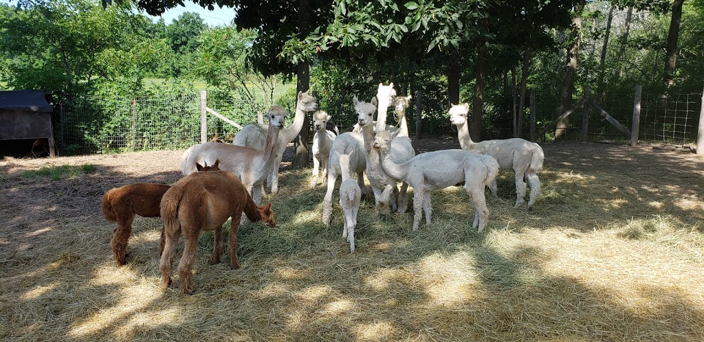 On The Brink Alpacas | 2540 Rosedene Rd, Saint Anns, ON L0R 1Y0, Canada | Phone: (289) 441-1157