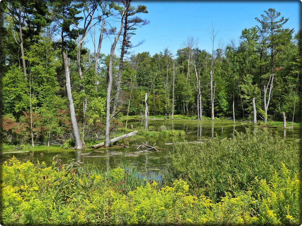 Laurentian Wetlands | 20 David Bergey Dr, Kitchener, ON N2E 4H7, Canada