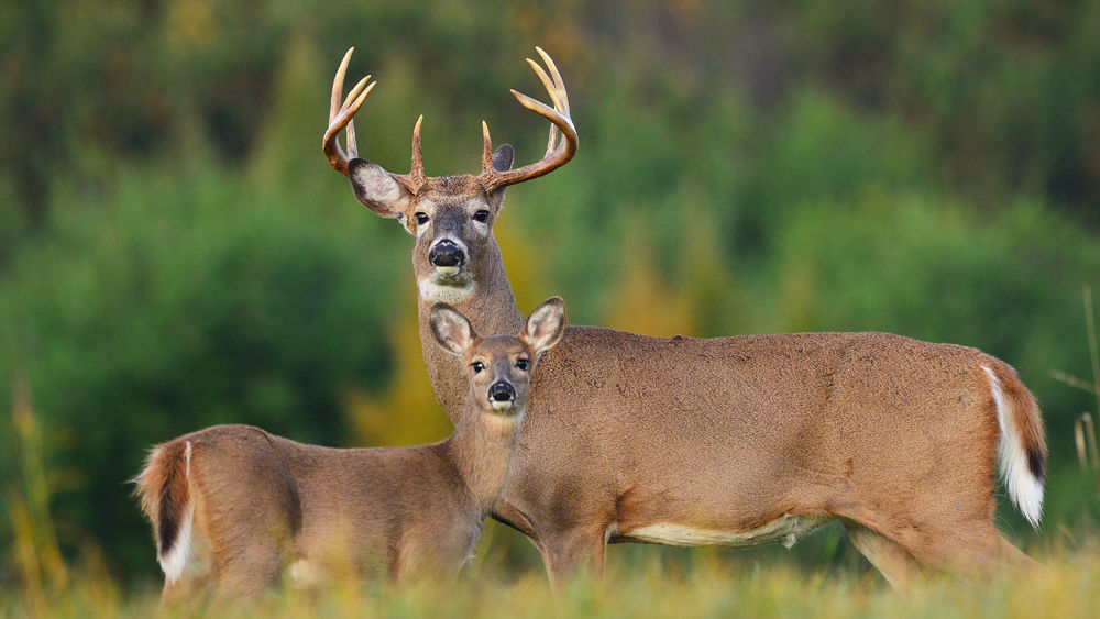 Maitland Shore camping & Hunting | 657 Port Maitland Rd, Dunnville, ON N1A 2W6, Canada | Phone: (905) 774-8751