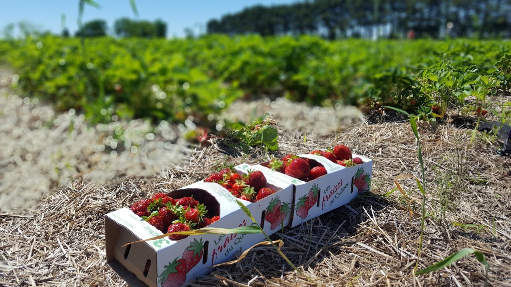 Paradis des fraises J. Auclair & Fils | 230 Point du jour Sud, Lavaltrie, QC J5T 3J4, Canada | Phone: (450) 586-1924