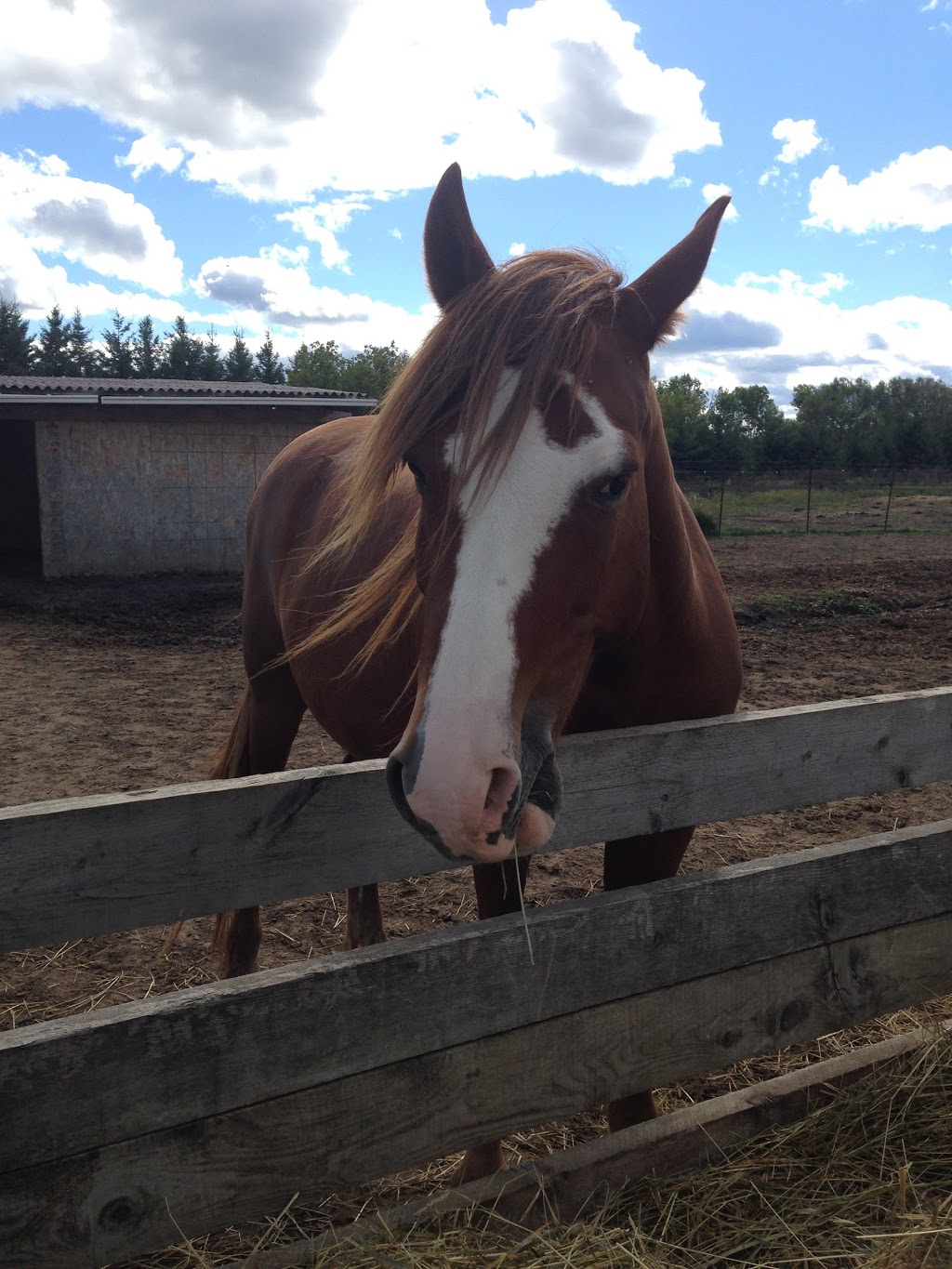 Equestrian Center Équiconnexion | 2588 Chemin Saint-Henri, Mascouche, QC J7K 3C3, Canada | Phone: (514) 242-9623