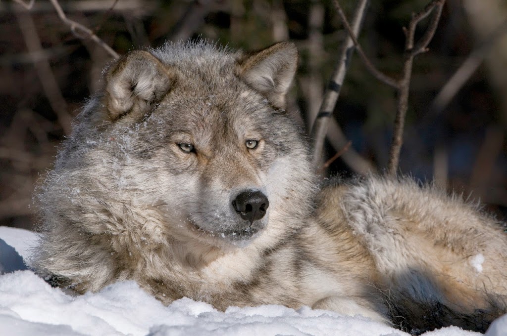 Haliburton Forest Wolf Centre | 1305 Redkenn Rd, Dysart et al, ON K0M 1S0, Canada | Phone: (800) 631-2198 ext. 140