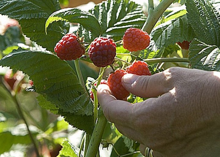 Fraisière & framboisière Karl Lauzière | 180 12e Rang N, Saint-Nazaire-dActon, QC J0H 1V0, Canada | Phone: (819) 392-2249