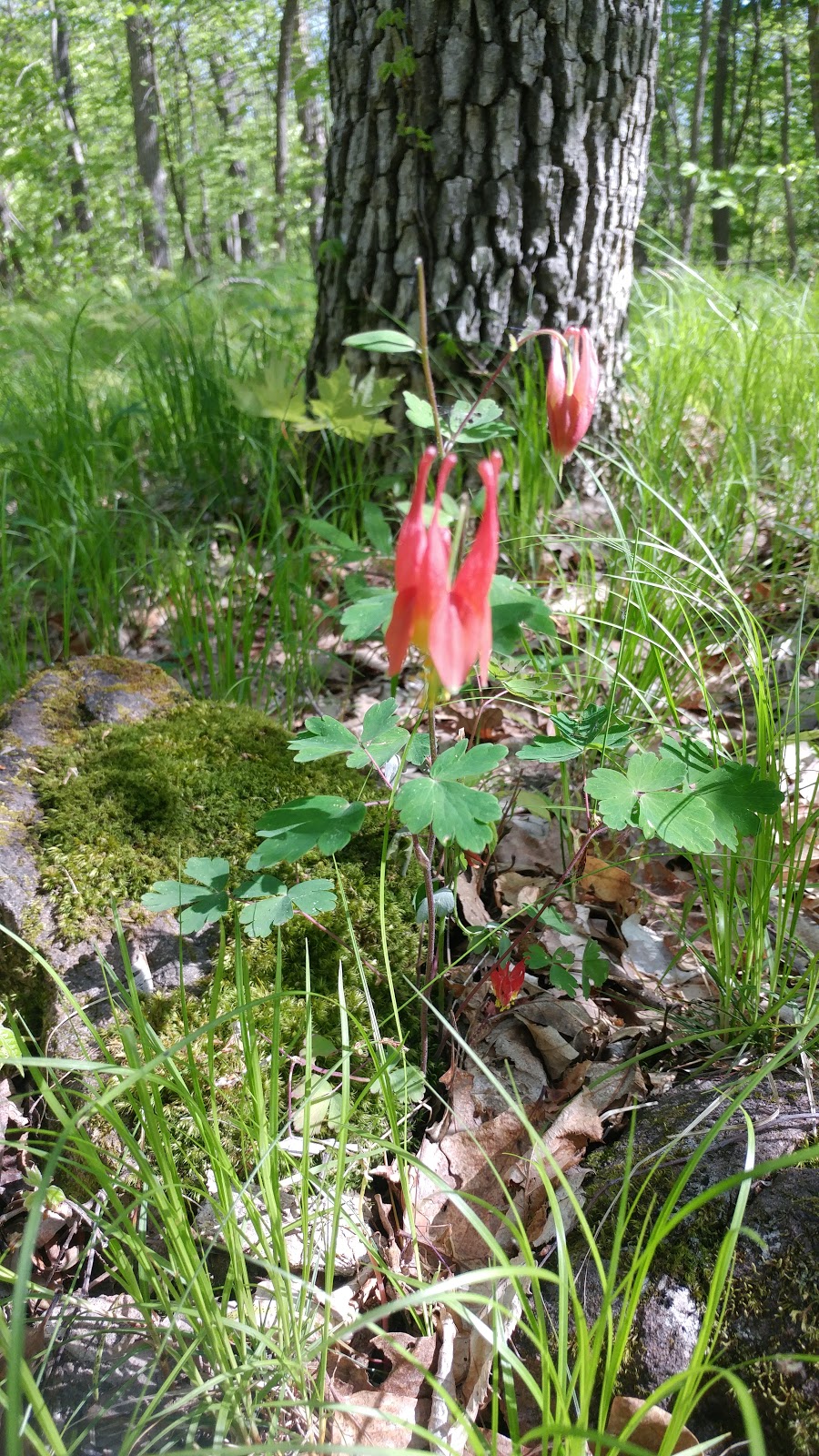 Foley Mountain Conservation Area | 105 Foley Mountain Ln, Westport, ON K0G 1X0, Canada | Phone: (613) 273-3255