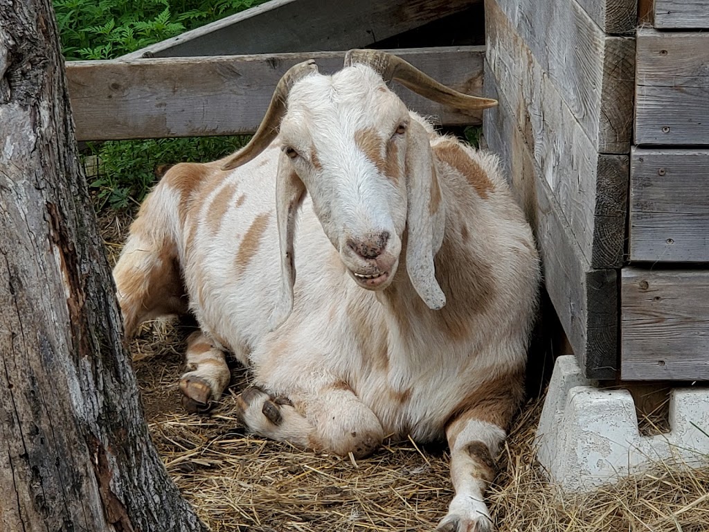 Land OLakes Rescue Petting Farm | 1200 Road 506, Cloyne, ON K0H 1K0, Canada | Phone: (613) 336-0330