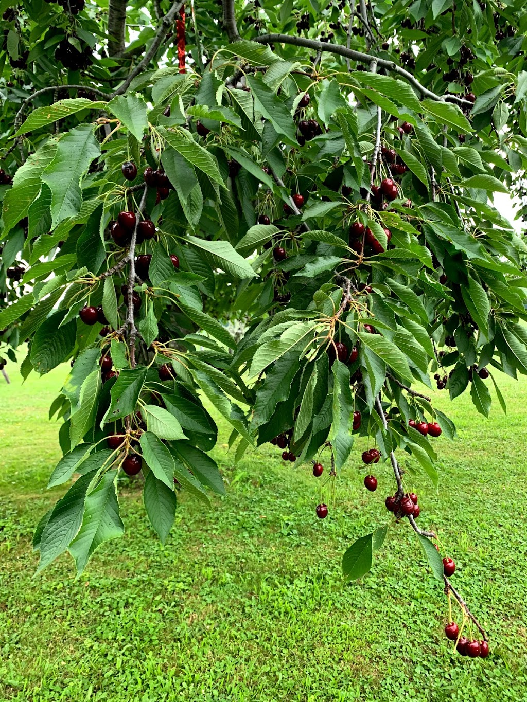 Metler cherry farm pick your own | 359 Metler Rd, Ridgeville, ON L0S 1M0, Canada | Phone: (905) 341-0086