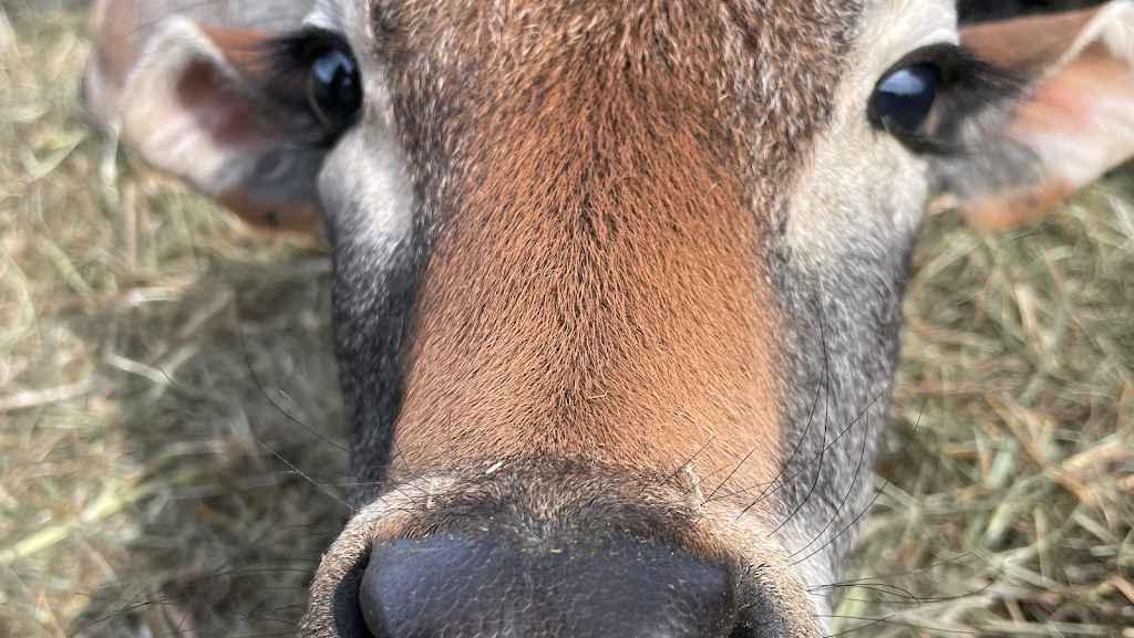 Thistle Hill Farm Petting Zoo & Pony Rides | 22137 AB-21, Hay Lakes, AB T0B 1W0, Canada | Phone: (780) 878-3344