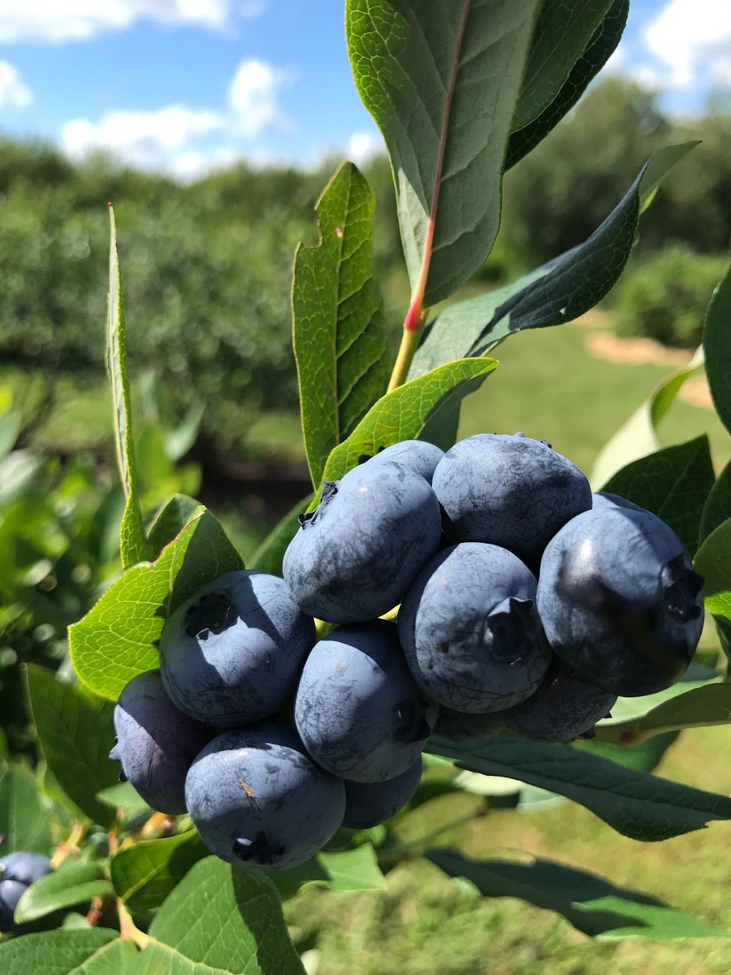 BLEUETIÈRE Les jardins bleus | 4 Chem. Montplaisir, Hatley, QC J0B 2C0, Canada | Phone: (438) 321-5666