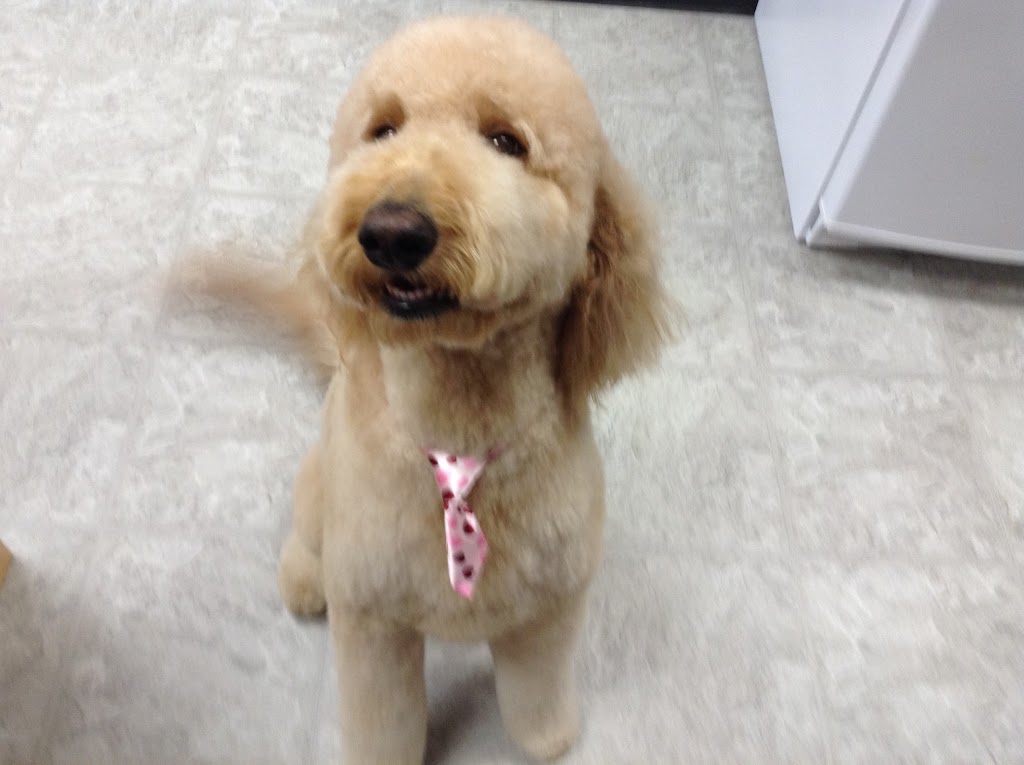 Spaw and Raw Pet Grooming | 25 Redmond Dr, Hamilton, ON L8W 3K7, Canada | Phone: (905) 575-7729