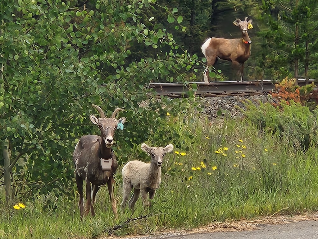 Chasm Ecological Reserve View Point | 1741 Chasm Rd, 70 Mile House, BC V0K 2K1, Canada | Phone: (250) 320-9305