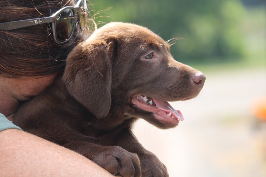 Riverbend Labrador Retrievers Ltd. | 2093 HWY 245, North Grant, NS B2G 2L1, Canada | Phone: (902) 318-4261