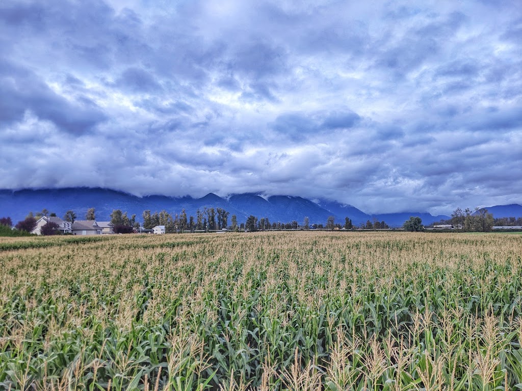 Chilliwack Corn Maze & Pumpkin Farm | 41905 Yale Rd W, Chilliwack, BC V2R 4J4, Canada | Phone: (604) 845-5284