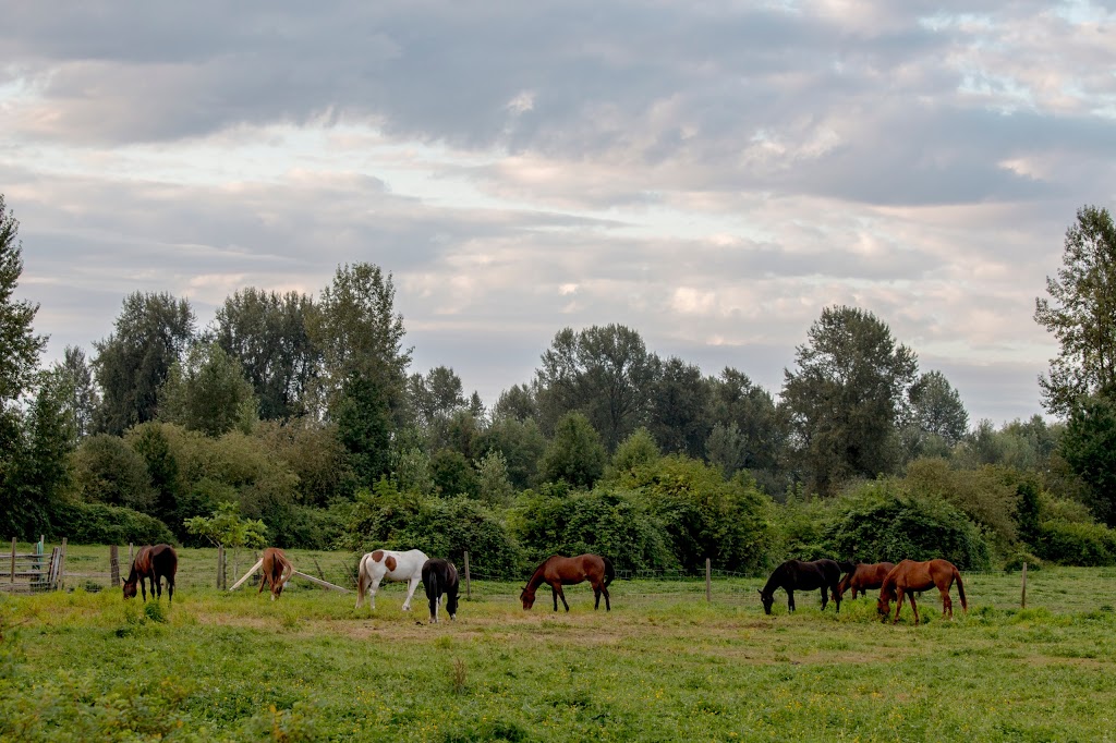 Countryside Kennels | 558 Prairie Ave, Port Coquitlam, BC V3E 0A6, Canada | Phone: (604) 945-0125