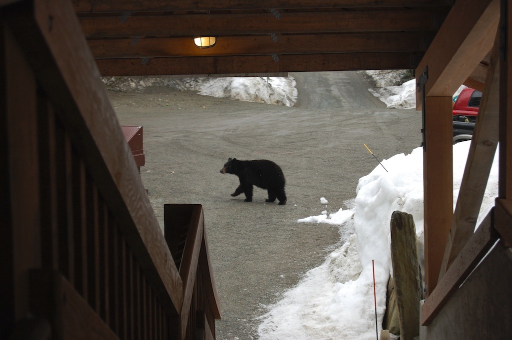 Fireside Lodge | 2117 Nordic Dr, Whistler, BC V0N 1B2, Canada | Phone: (604) 932-4545